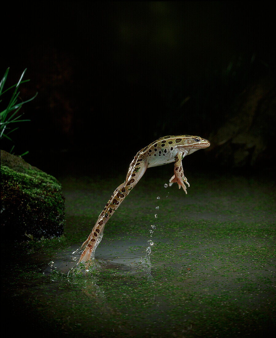 Leopard frog leaping