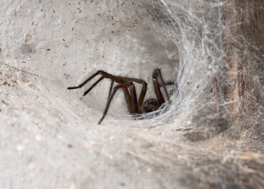House spider lurking at entrance of funnel web, England, Great Britain, Europe