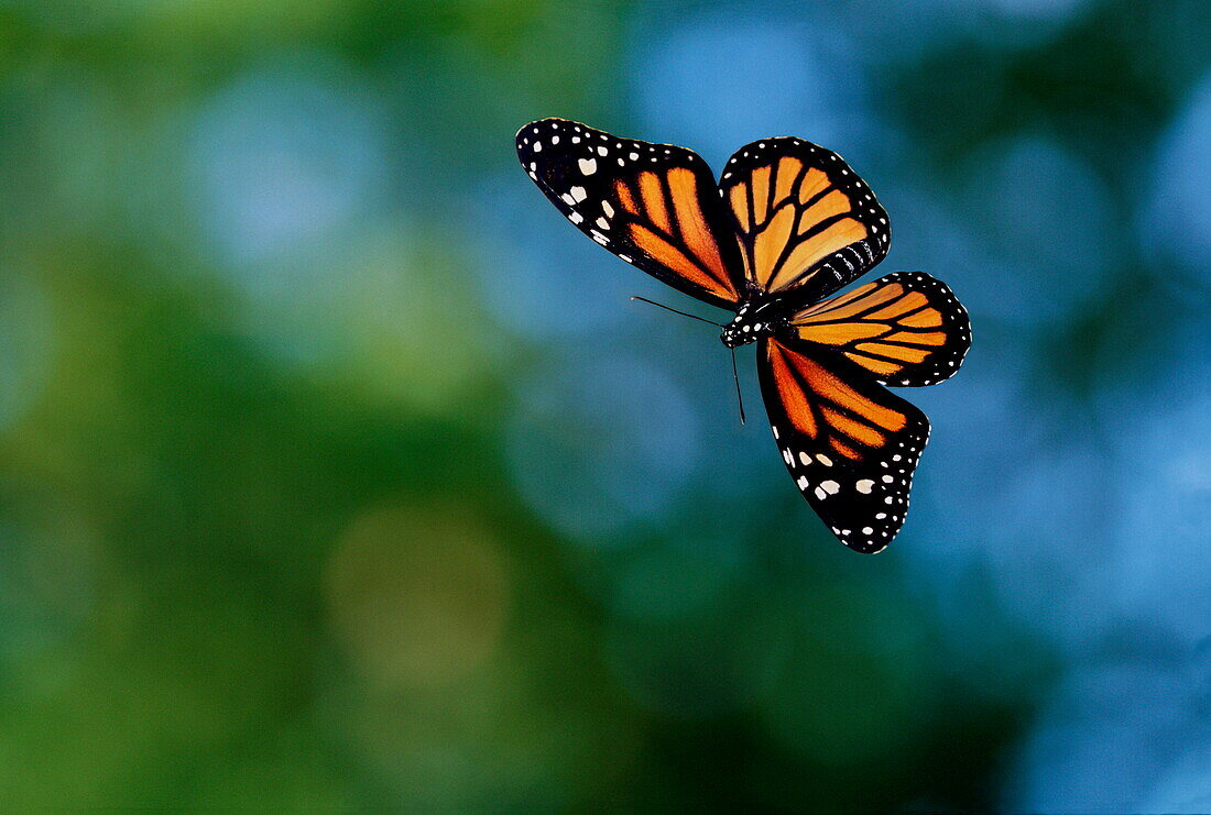 Monarch butterfly flying