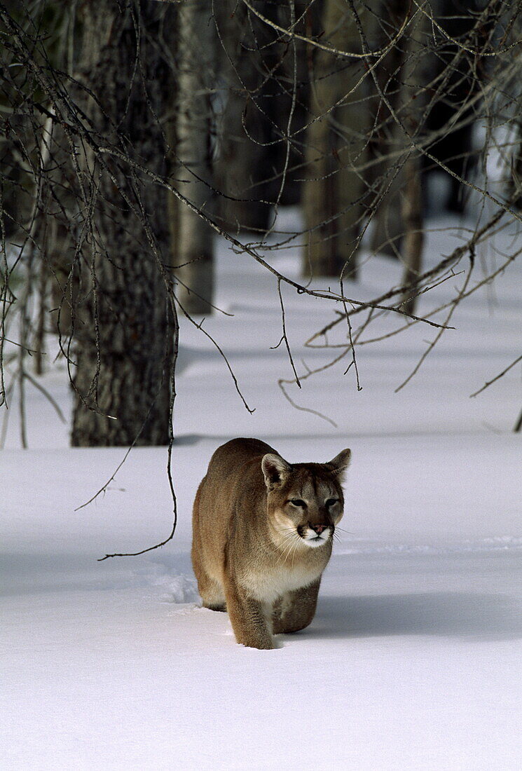 Ein Puma in verschneitem Wald, Montana, USA, Amerika