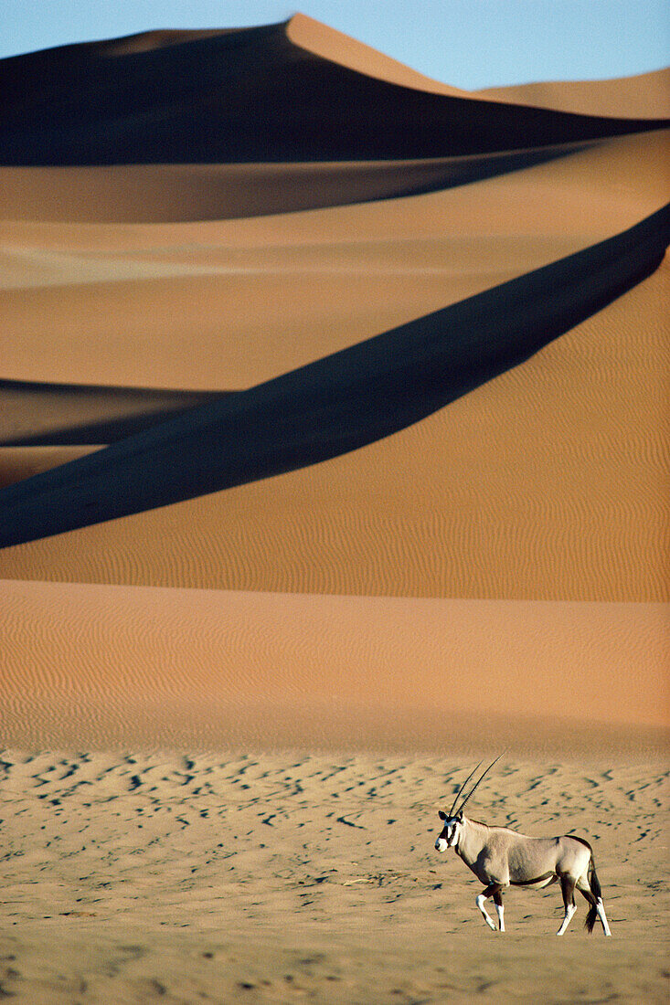 Ein Spiessbock vor einer Sanddüne, Sossusvlei, Namib Wüste, Namibia, Afrika