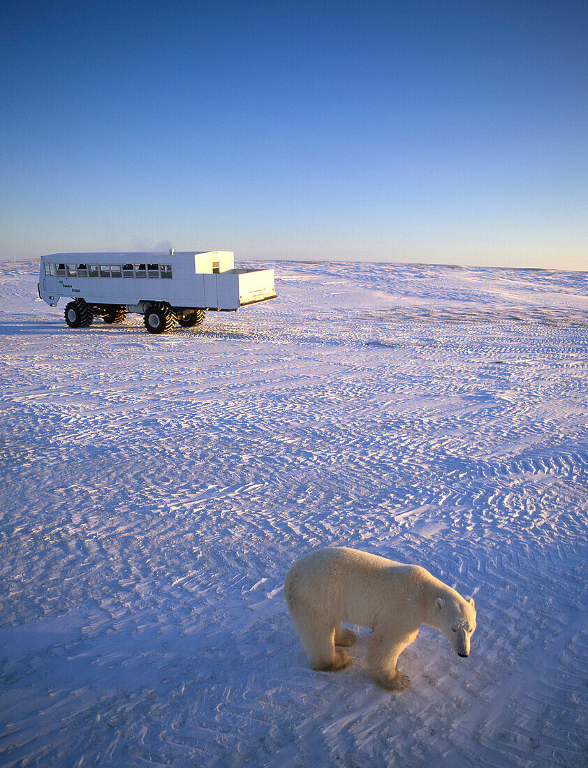 Männlicher Eisbär vor einem Fahrzeug mit Touristen, Hudson Bay, Kanada, Amerika