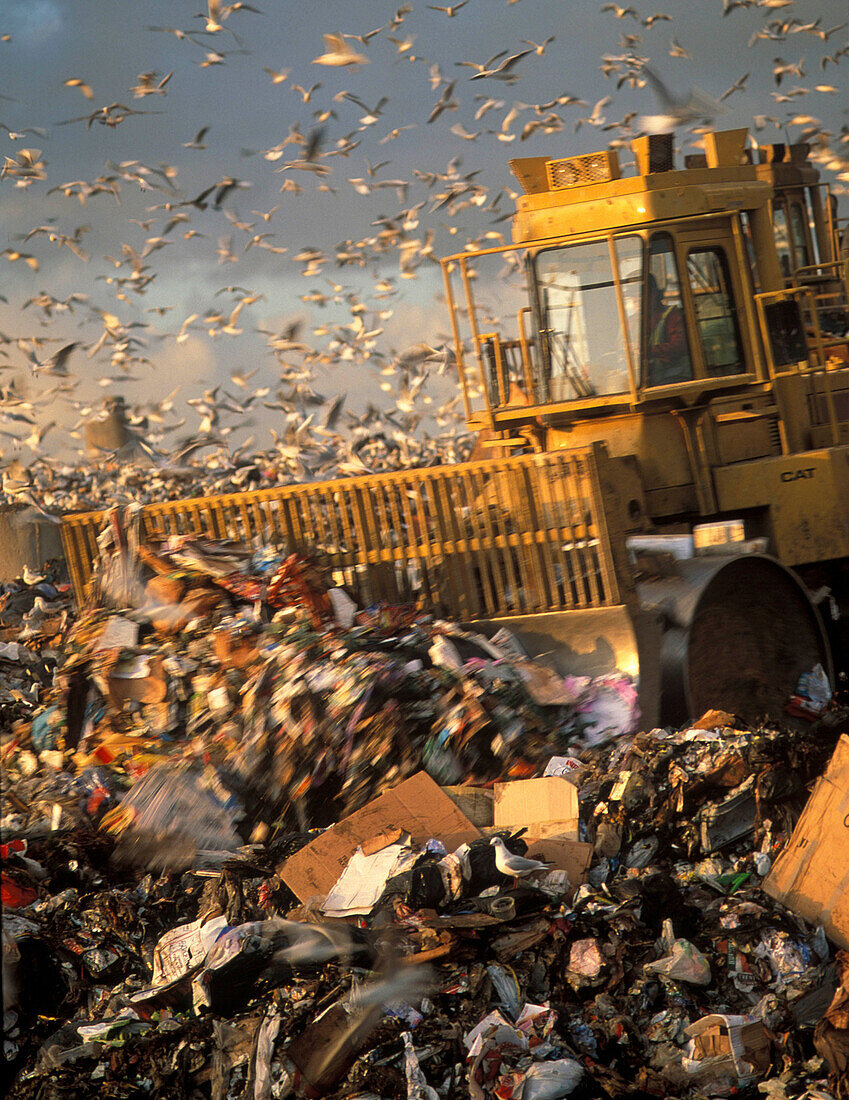 Bulldozer at landfill with flock of seagulls above, Cheshire, England, Great Britain, Europe