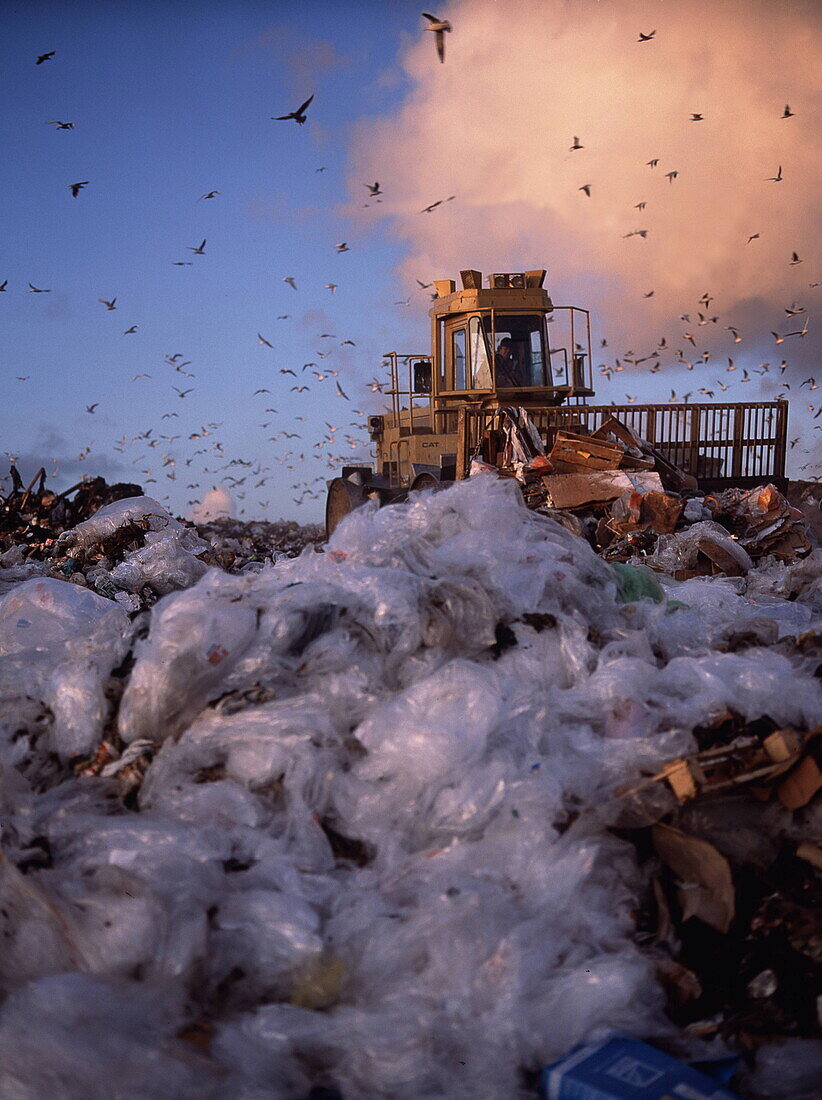 Bulldozer at landfill with flock of seagulls above