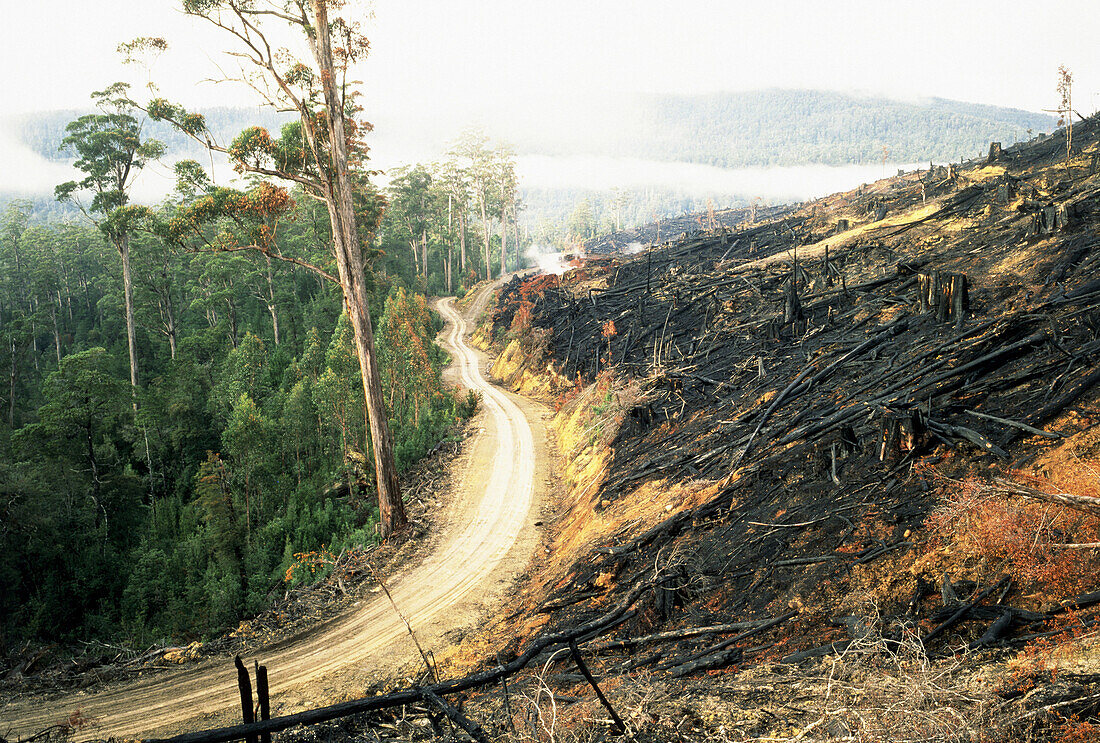 Strasse durch abgeholzten Eukalyptuswald, Tasmanien, Australien