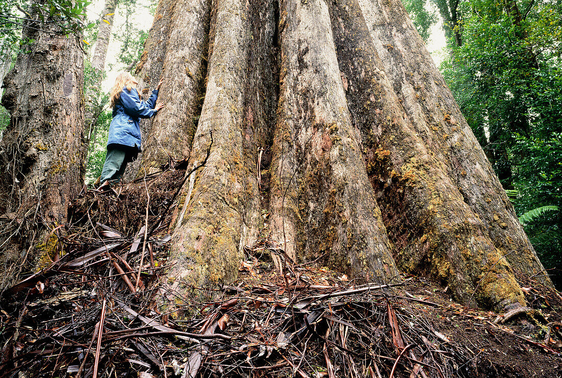 Mensch neben riesigem Eukalyptusbaum, Tasmanien, Australien