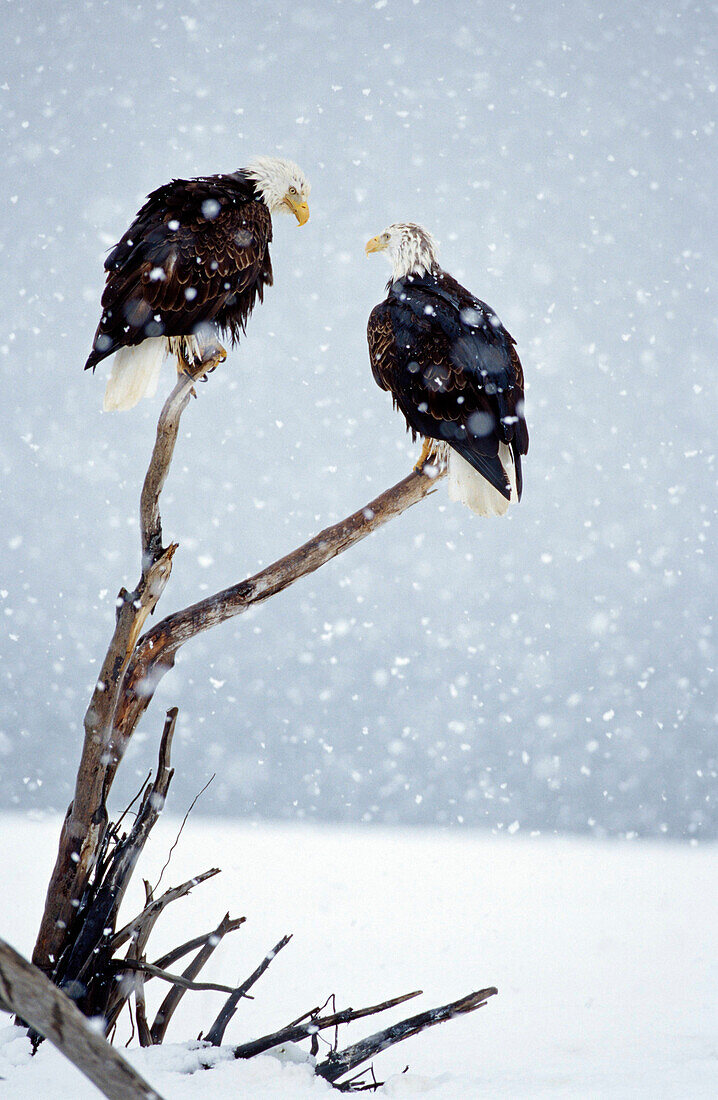 Zwei Weisskopfseeadler im Schnee, Alaska, USA, Amerika