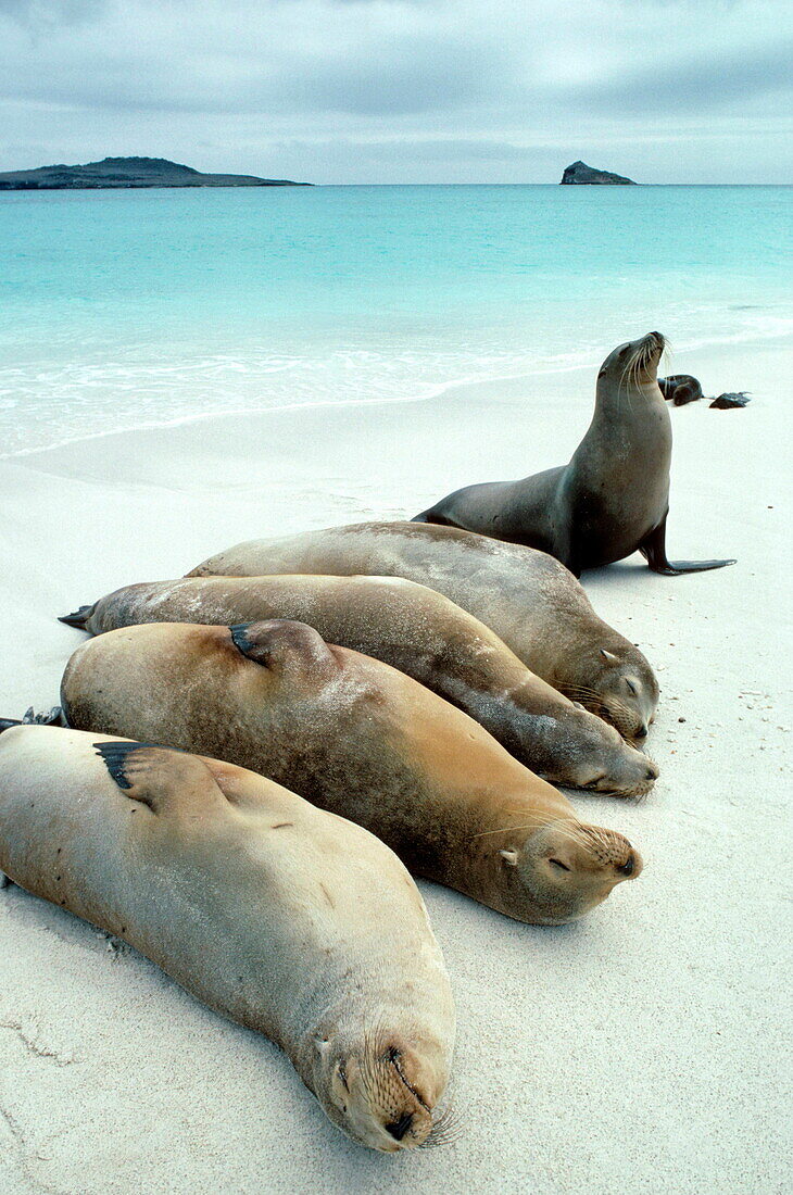 Galapagos Seelöwen schlafen am Strand, Hood's Island, Französisch Polynesien, Südpazifik