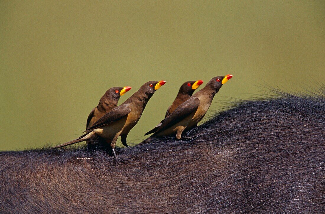 Red billed oxpeckers on the back of a buffalo, Masia Mara National Reserve, Kenya, Africa