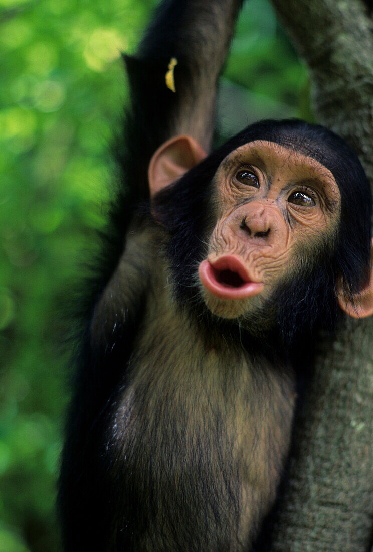 Verwaister, ängstlicher Schimpanse auf einem Baum im Schutzgebiet, Sambia, Afrika