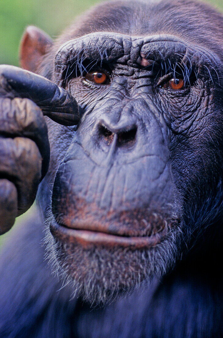 Portrait of male chimpanzee, Kenya, Africa