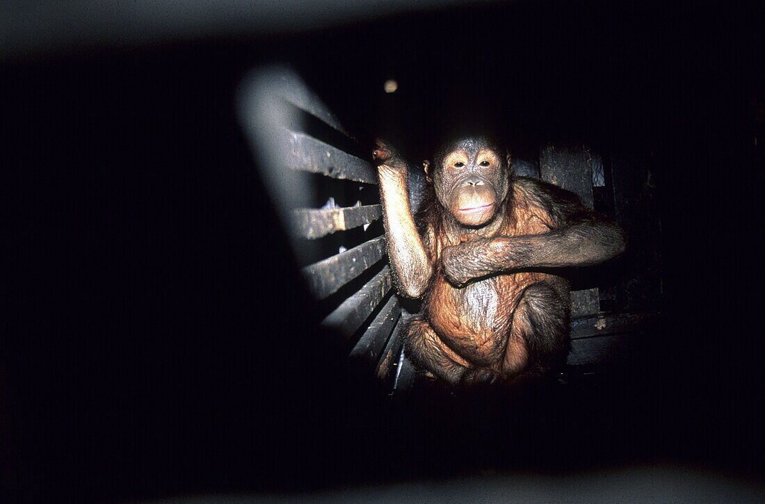 Captured orang utan in a cage offered for sale, Central Kalminatan, Indonesia, Asia