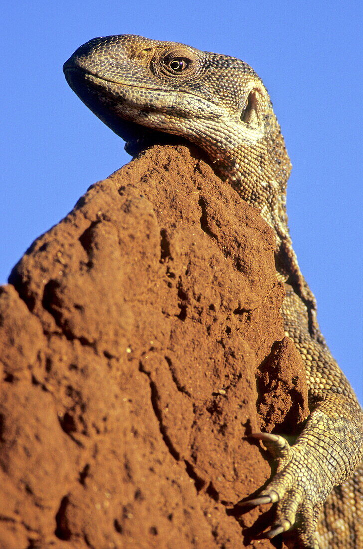 Monitor lizard sunbathing on top of a termite mound, Samburu Reserve, Kenya, Africa