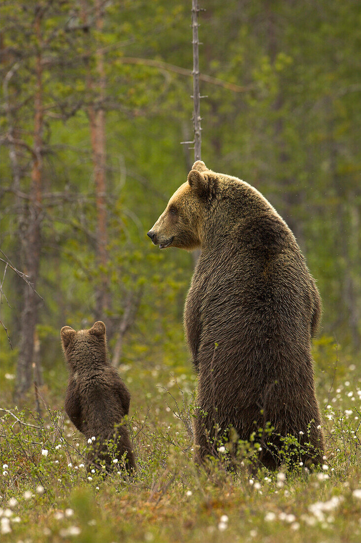 European brown bear female and cub at the edge of a boreal forest in the evening light, Finland, Europe