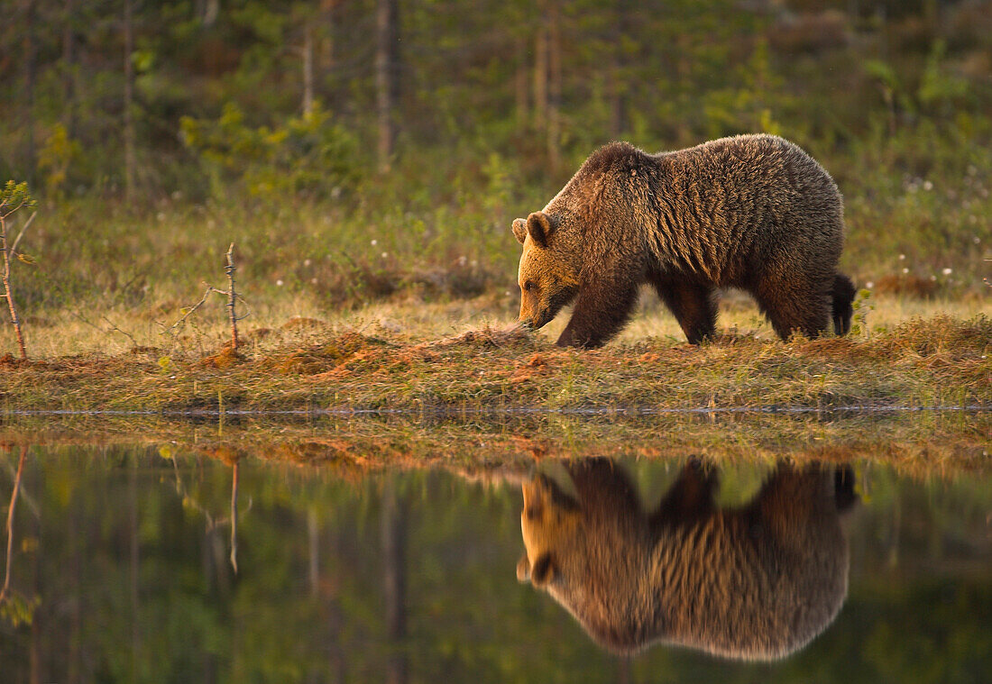European brown bear at the edge of a boreal forest pond at dawn, Finland, Europe