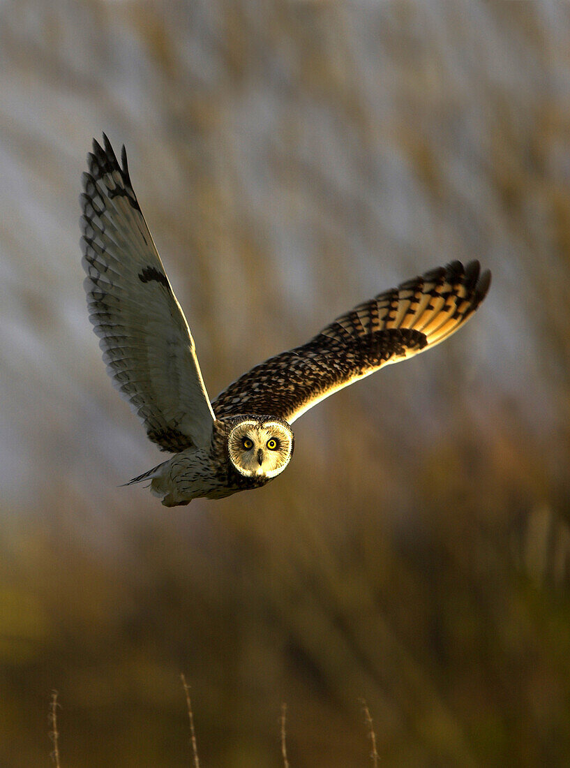 The short eared owl flying over its wintering grounds