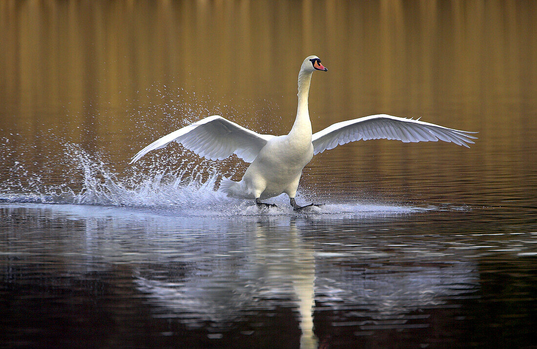 Höckerschwan landet auf dem Wasser, Leicestershire, England, Grossbritannien, Europa