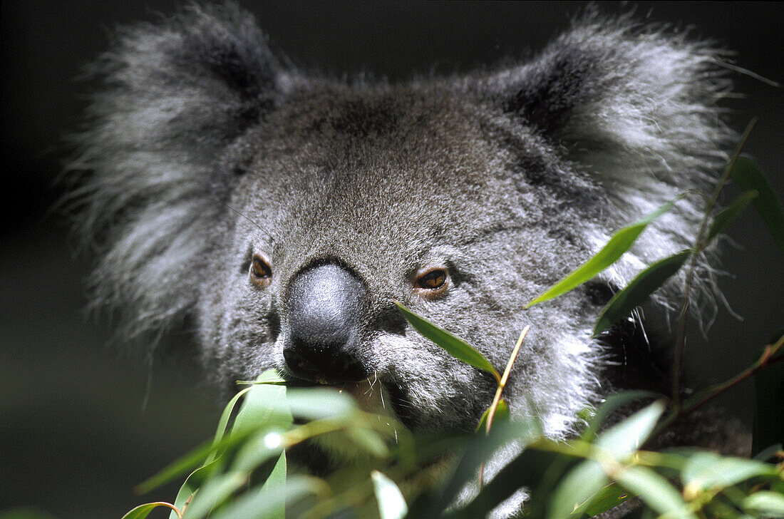 Ein Koala frisst Eukalyptus, Kangaroo Island, Südaustralien, Australien