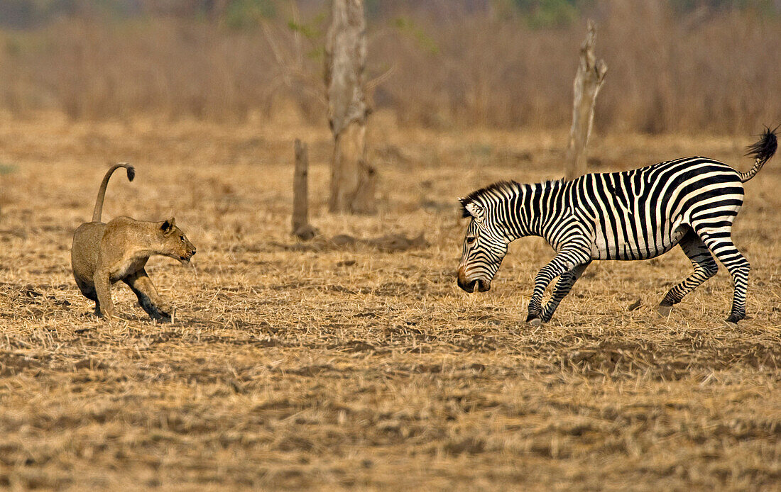 Afrikanische Löwin spielt mit einem Zebra, Luangwa Tal, Sambia, Afrika