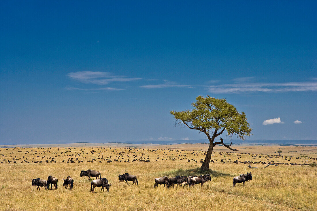 Gnus wandern über eine Ebene, Masai Mara National Reserve, Kenia, Afrika