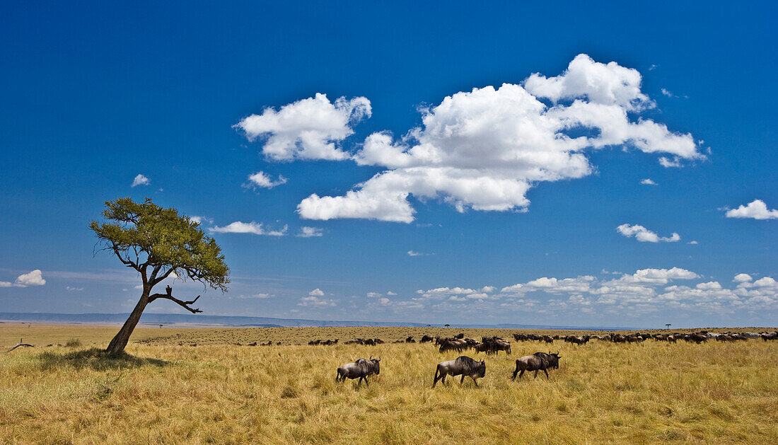 Common wildebeests on plains during migration, Masai Mara National Reserve, Kenya, Africa