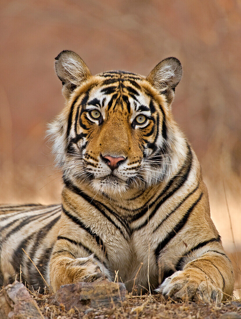 Close up of a bengal tiger, Ranthambore, India, Asia