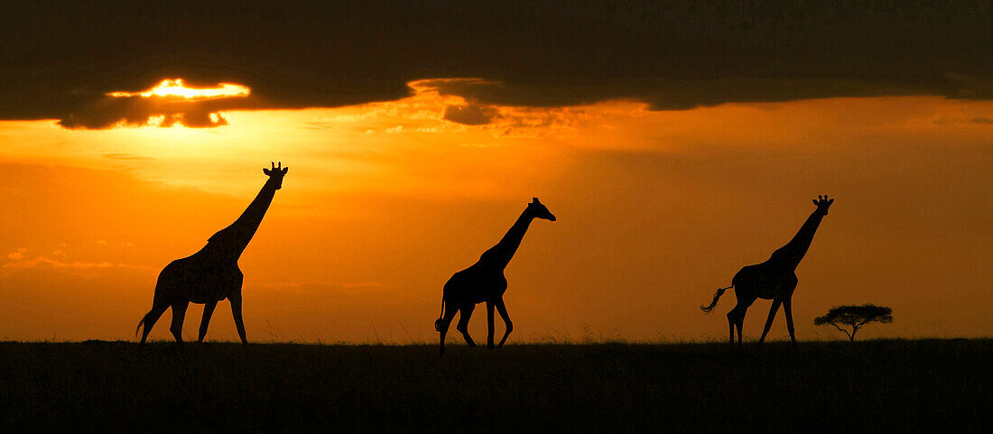 Masai Giraffen in der Savanne bei Sonnenuntergang, Masai Mara National Reserve, Kenia, Afrika