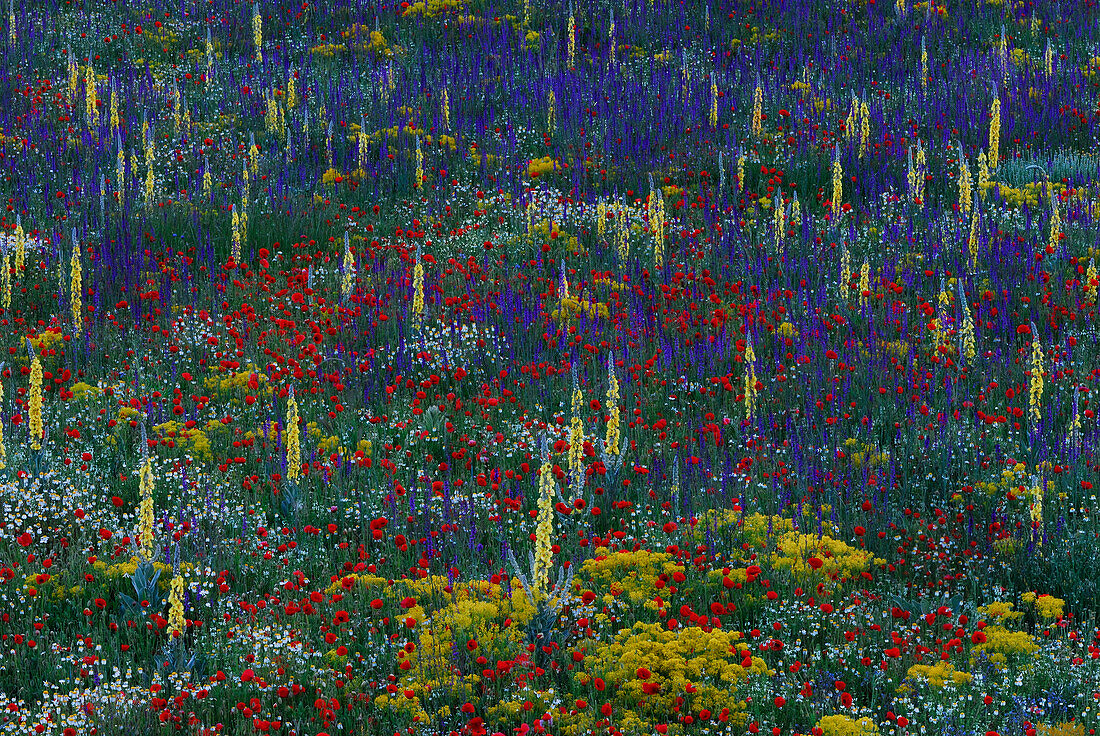 Meadow with wild flowers at Gran Sasso National Park, Abruzzi, Italy, Europe