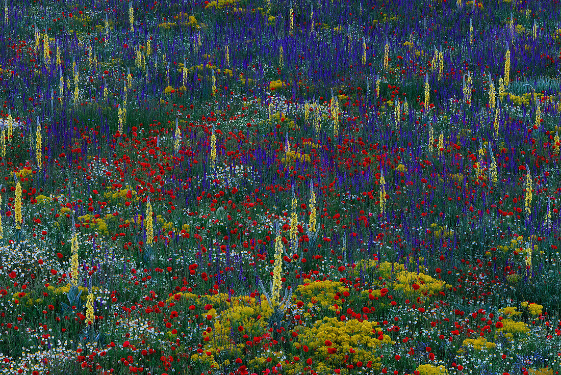Wiese mit Wildblumen im Gran Sasso Nationalpark, Abruzzen,  Italien, Europa