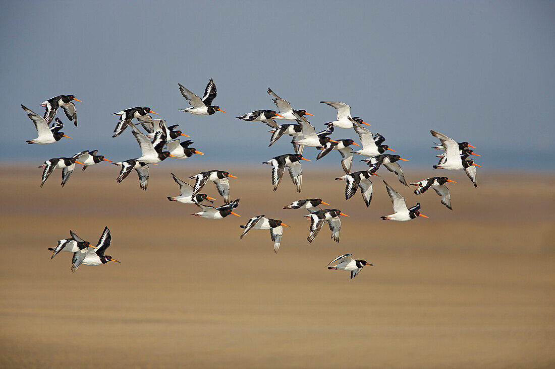 Flock of oystercatchers flying above Liverpool Bay, England, Great Britain, Europe