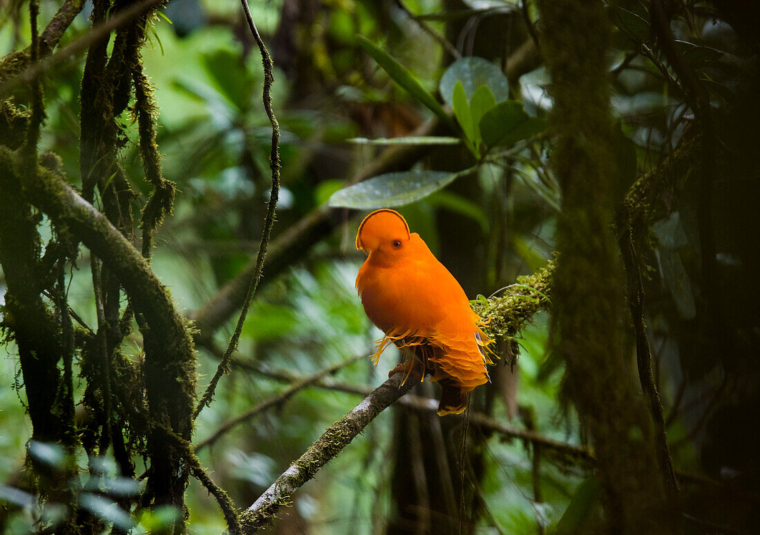 Oranger Felsenhahn oder Guyana Klippenvogel auf einem Ast, Kaieteur Nationalpark, Guyana, Südamerika, Amerika