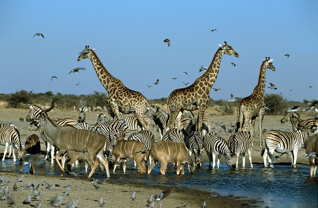 Antilopen, Zebras, Giraffen und Tauben an einem Wasserloch, Etosha Nationalpark, Namibia, Afrika