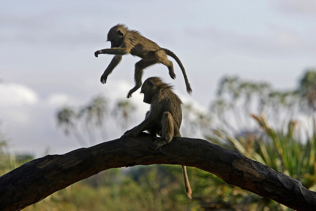 Junge Paviane spielen, Samburu Nationalpark, Kenia, Afrika