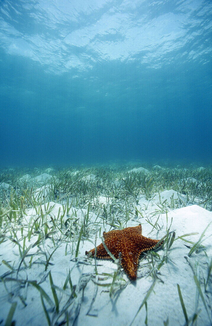 Starfish among sea grass in the shallow waters, Bahamas, Caribbean, America