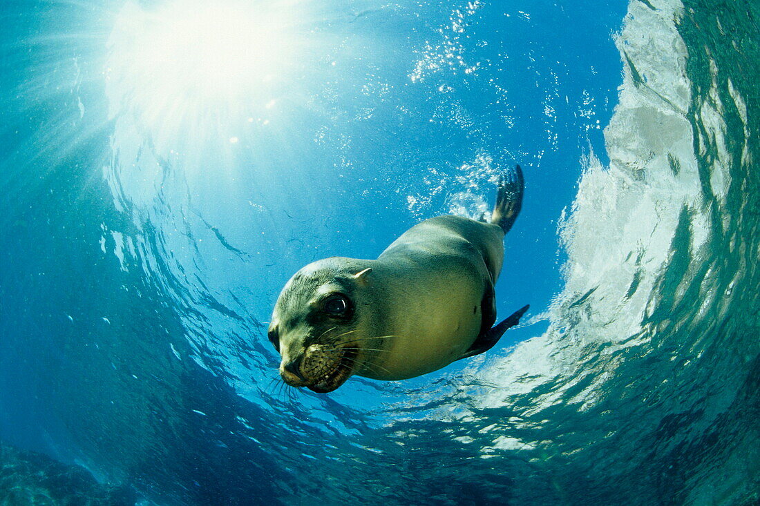 Kalifornischer Seelöwe unter Wasser, Los Islotes, Sea of Cortez, Baja California, Mexiko, Ost Pazifik