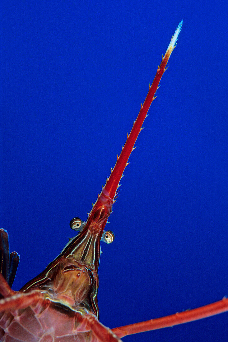 Detail einer Pfeilkrabbe unter Wasser, El Hierro, Kanarische Inseln, Spanien, Atlantik