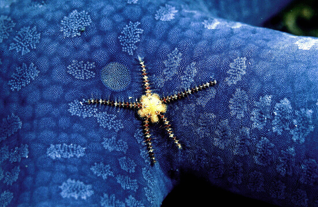 Brittle star living on a blue starfish, Ophiotrix, Linckia laevigata, South China Sea, Busuanga Island, Calamian Group, Palawan, Philippines
