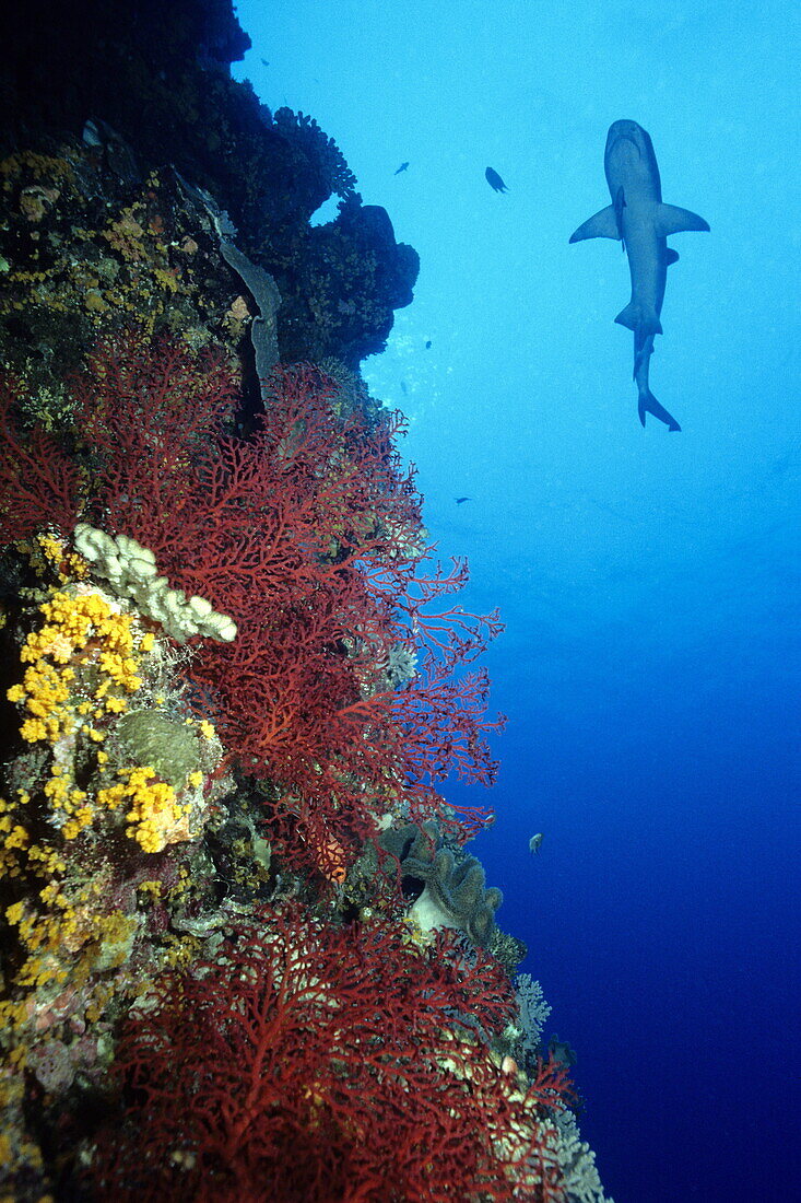 A whitetip reef shark swimming past a large soft coral tree, Triaenodon obesus, Dendronephthya sp, on Osprey Reef, Coral Sea, Queensland, Australia