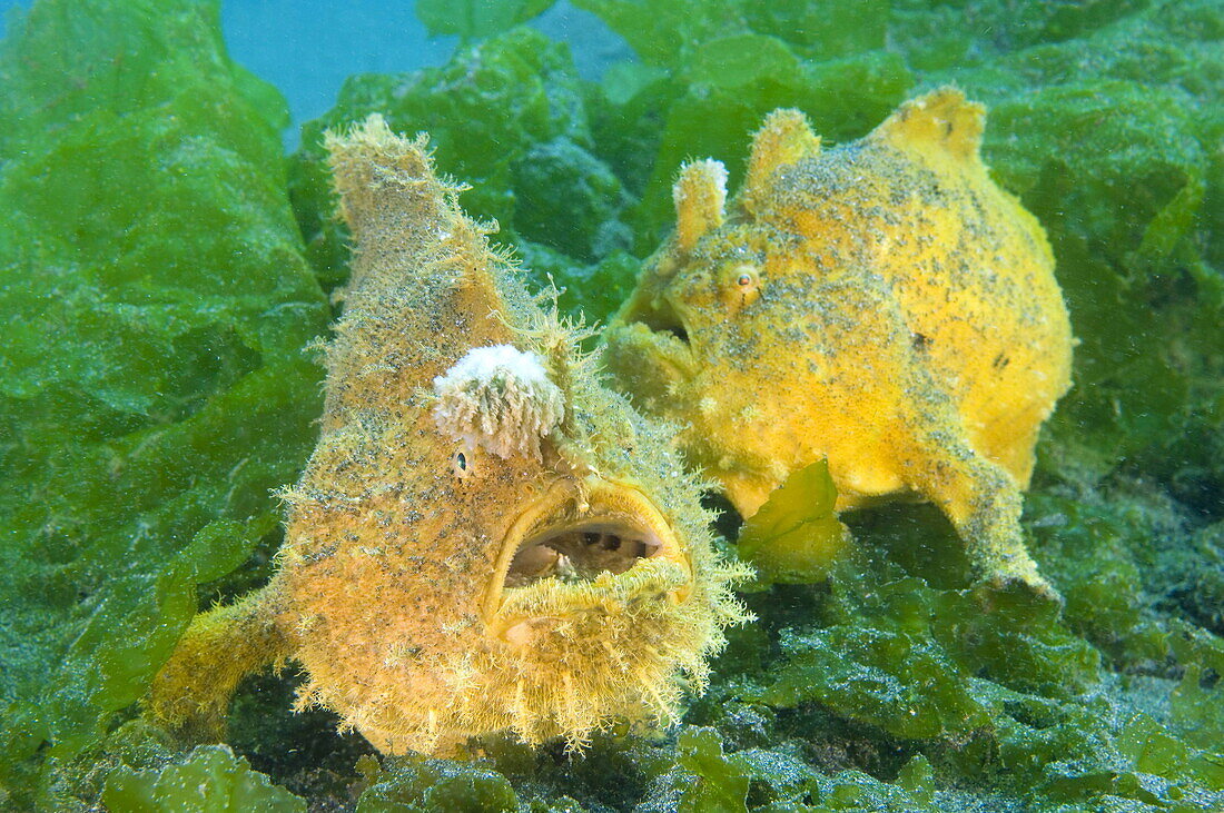 Frogfish pair disguised as an algae, Antennarius pictus, Gilimanuk, Nationalpark Bali Barat, Bali, Indonesia, SE Asia