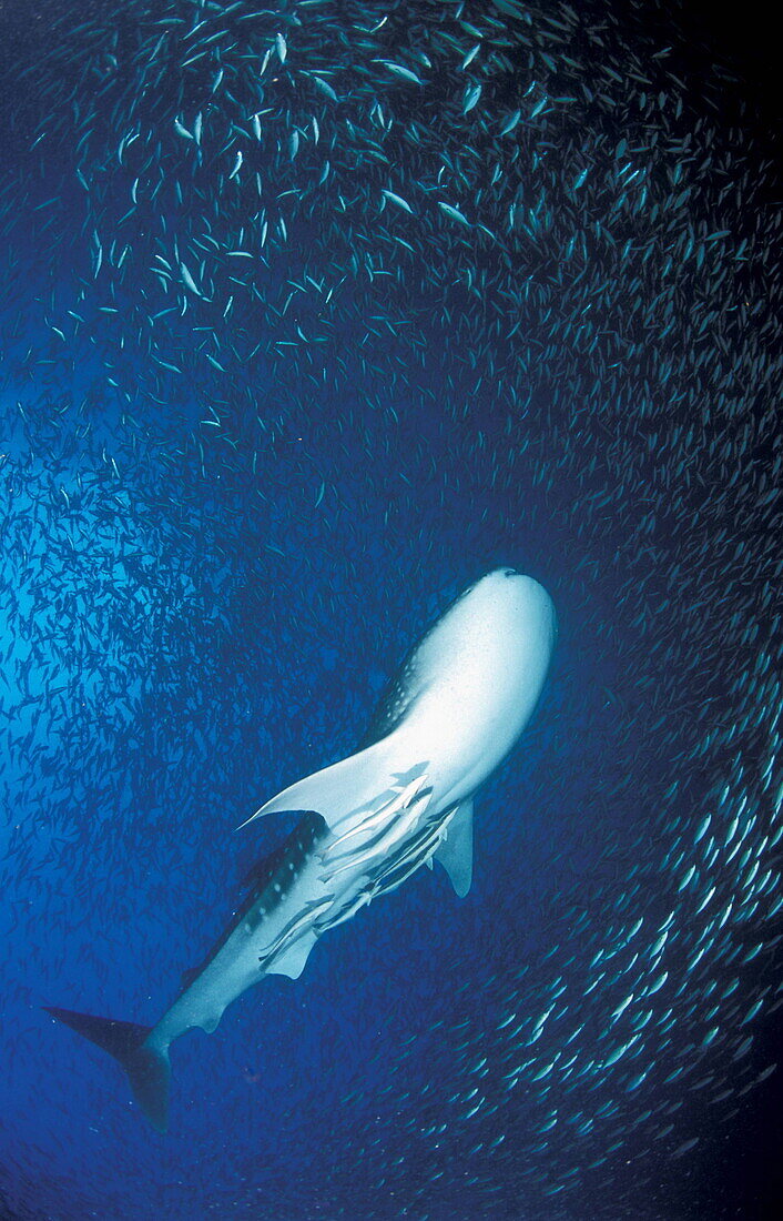 Underside view of Whale shark with two species of remora, Rhincodon typus, Echeneis naucrates and Remorina albescens, Shark is swimming through dense school of fusiliers, South-Ari-Atoll, Maldives, Indian Ocean