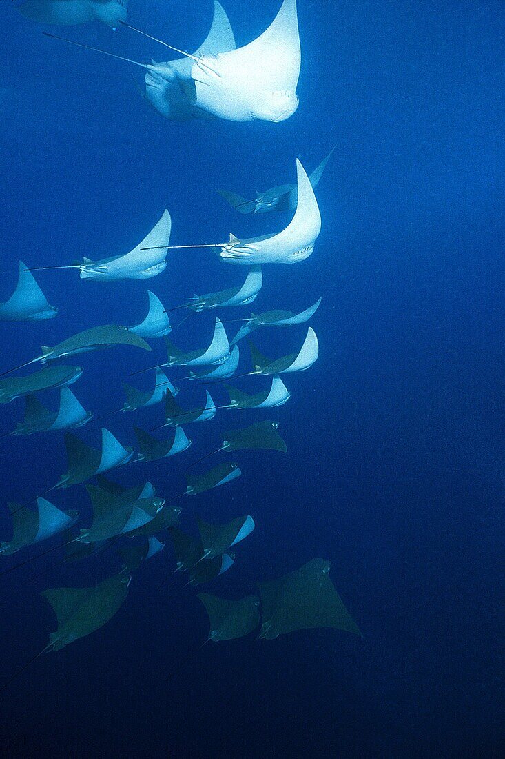 Schooling Pacific Cownose Rays, … – License image – 70407546 ❘ lookphotos