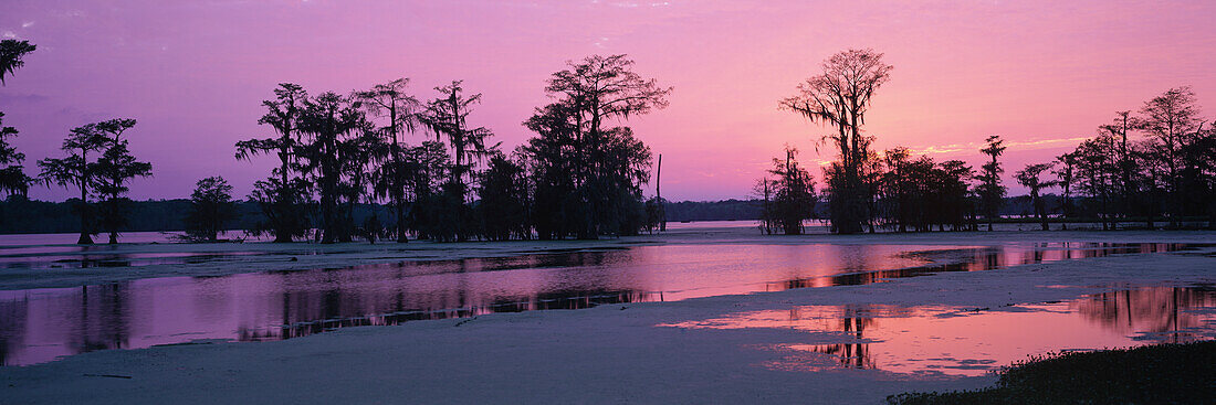 Sunset over Swamp cypress grove, Lake Martin Nature Reserve, Louisiana, USA