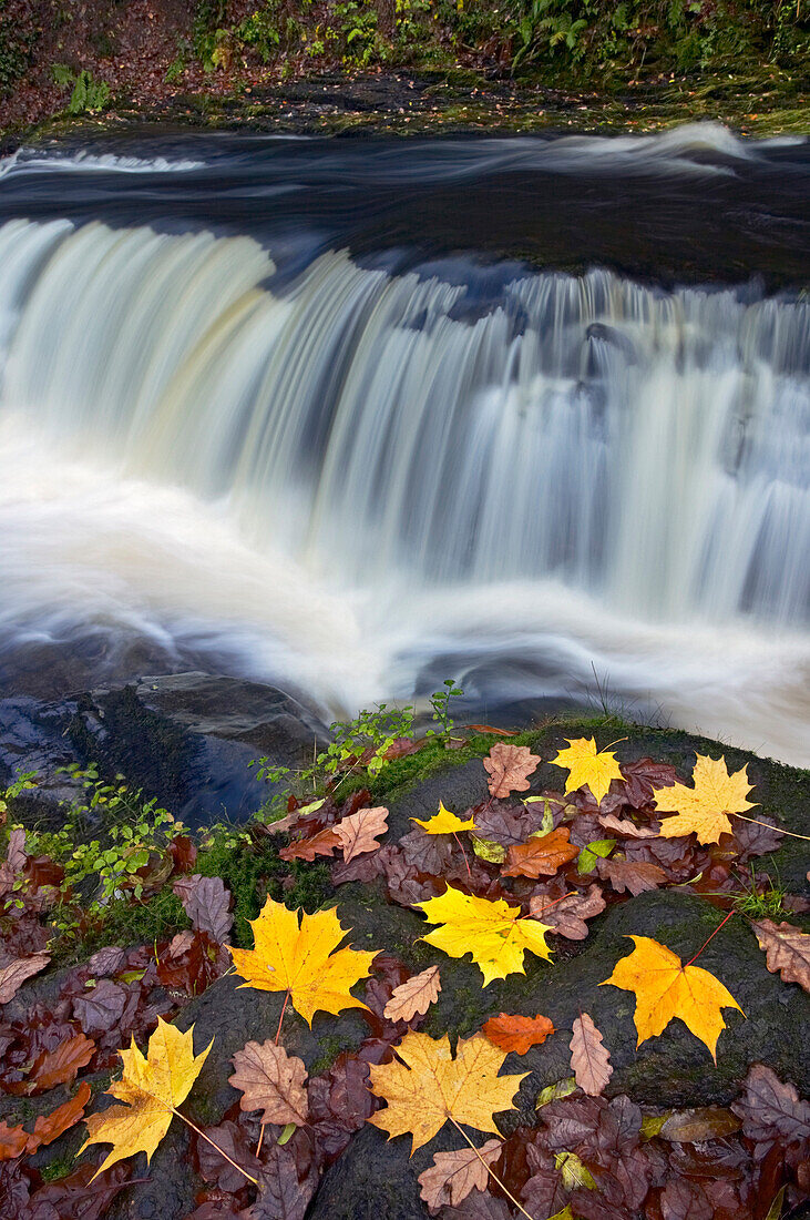 WATERFALL and fallen leaves, Neath Valley, Brecon Beacons, Powys, Mid Wales, Wales