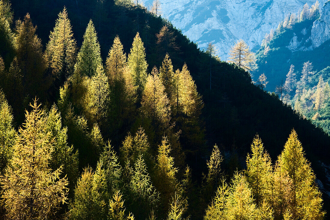 LARCH TREES in autumn, Visic Pass, Triglav National Park, Julian Alps, Gorenjska, Krain, Slovenia