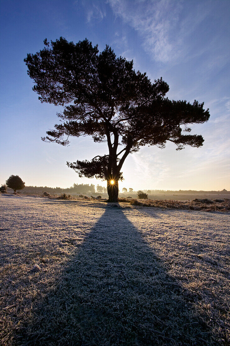 Scots pine with shadow at sunrise, Pinus sylvestris, Bratley View, New Forest National Park, Hampshire, South West England, England
