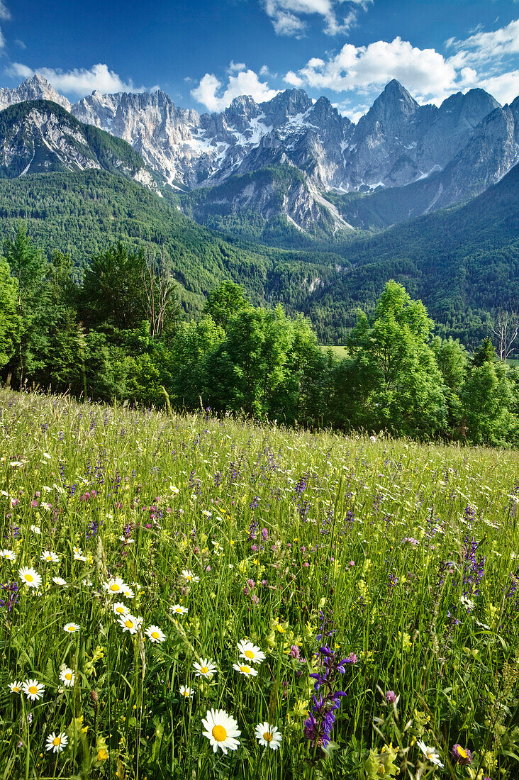 Hay Meadows in the Julian Alps, Spiks range near Kranjska Gora, Triglav National Park,  Julian Alps, Gorenjska, Krain, Slovenia