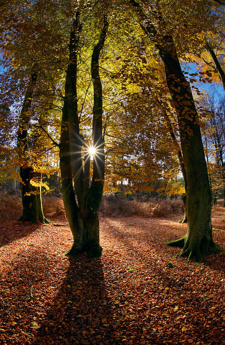 Beech Trees at Bolderwood, New Forest National Park, Hampshire, South West England, England