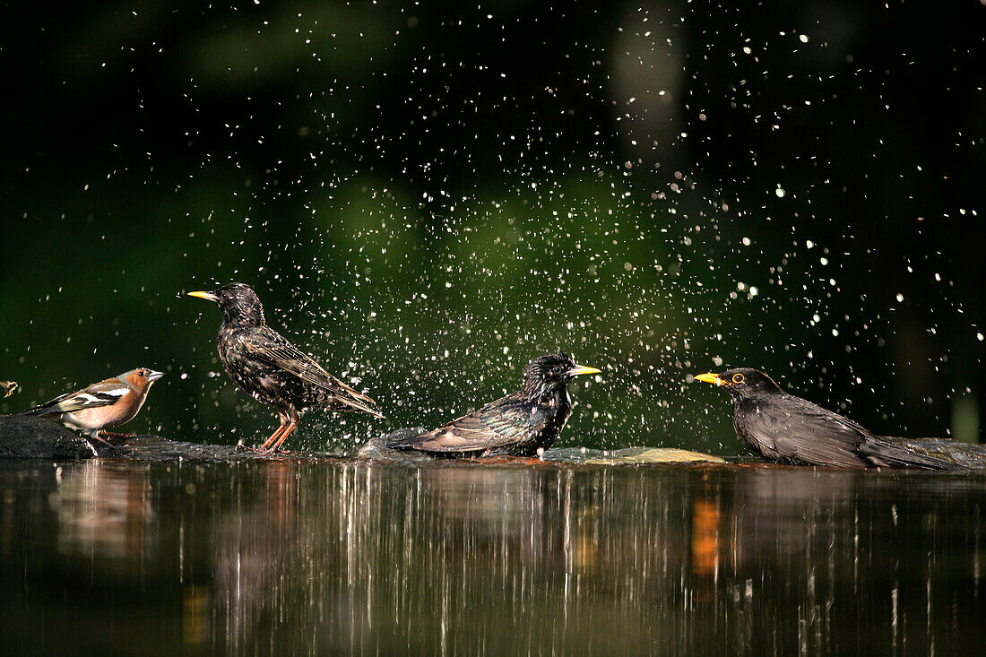 Starling, Sturnus vulgaris,  Blackbird, Turdus merula, and Chaffinch, Fringilla coelebs, bathing at pool, Hungary