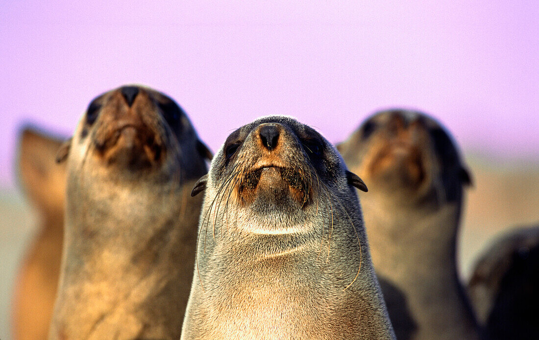 Three brown fur seals looking in the same directions, Arctocephalus pusillus, Namibia, Africa