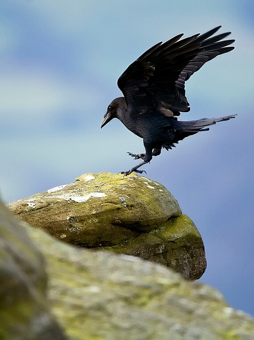 Raven in flight, Corvus corax, landing on cliff, Abergavenny, Wales, England